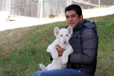 León blanco, el milagro de Tlaxcala imagen 3