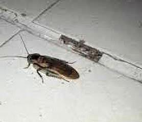 Cucarachas en comedor del ISSSTE; Coeprist guarda silencio