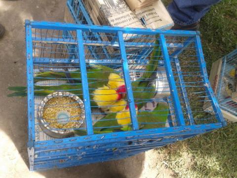 Detiene SSPE a traficante de aves imagen 2