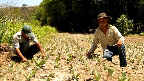 La UNAM lista para reproducir in vitro el maguey pulquero imagen 6