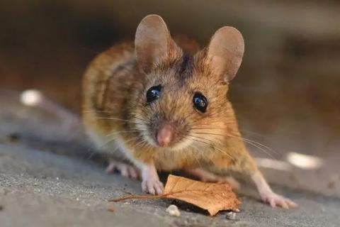 Detectan primer caso humano de Hantavirus en Michigan