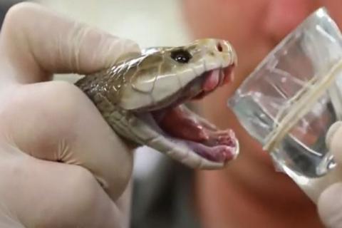 Extraen de una serpiente veneno capaz de matar a 100 personas en Australia