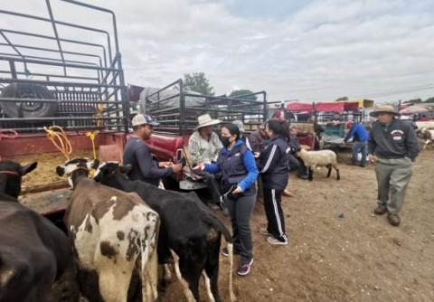 Continúa la entrega de cubrebocas en mercado de animales en Zacatelco