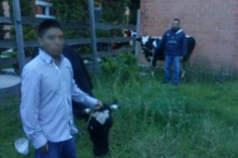 Detienen en Apizaco a ladrones de ganado imagen 1