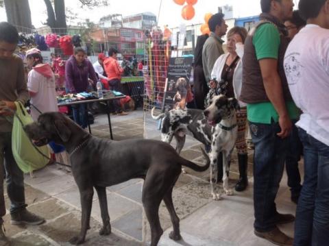Más de 400 mascotas y 800 asistentes en la Segunda Caminata Canina imagen 2