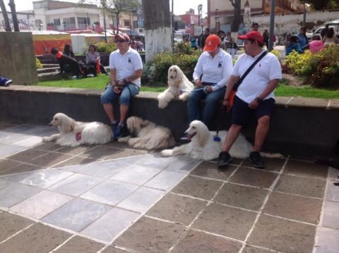 Más de 400 mascotas y 800 asistentes en la Segunda Caminata Canina imagen 1