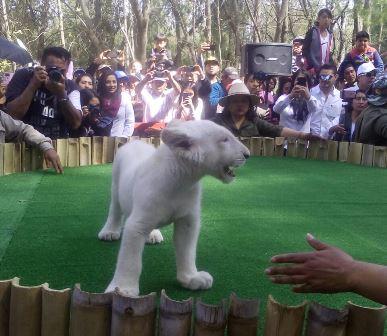 Presenta gobernador a Xonotli el cachorro de León blanco imagen 2