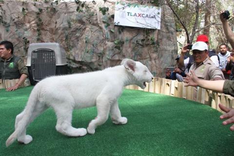 Xonotli, nombre del cachorro de león blanco de Tlaxcala imagen 1