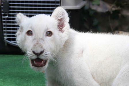 Xonotli, nombre del cachorro de león blanco de Tlaxcala imagen 5