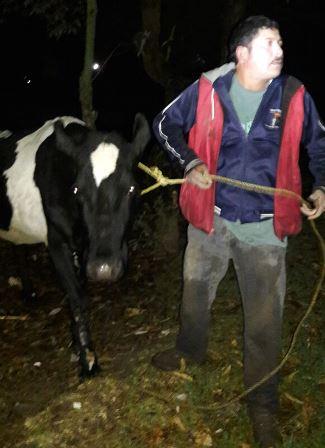 Roba una vaca y alcalde panista lo libera