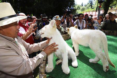 Tlaxcala, santuario de leones blancos imagen 4