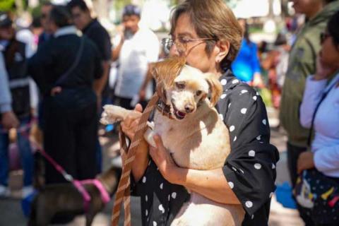 Cuidar animales requiere del compromiso del gobierno, familias y sociedad: ASG imagen 2